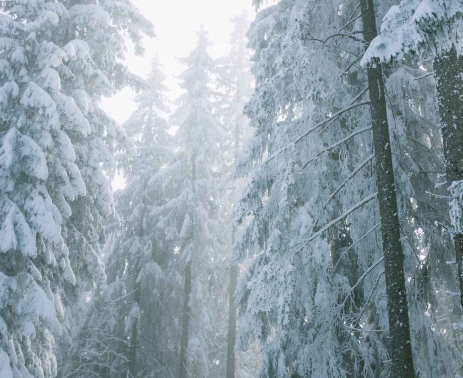 Advent: Peace