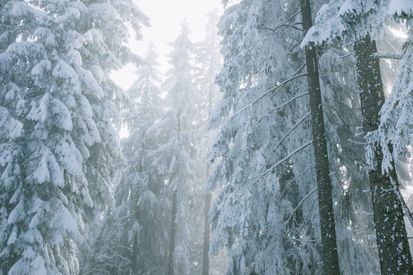 Advent: Peace